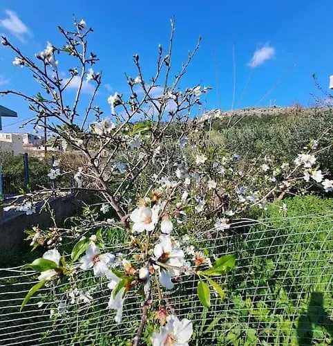 ο παράδεισος της αφροδίτης فيلة Panormos (Kalymnos)